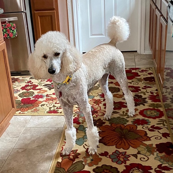 Meet your Posher, Carol - Picture 1 of 1